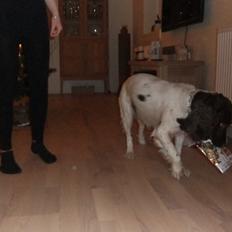 Field Trial spaniel Chanel