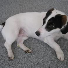 Blanding af racer Niller