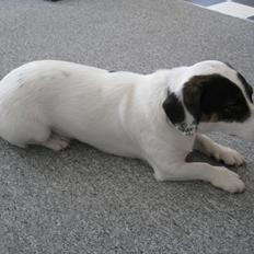 Blanding af racer Niller