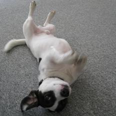 Blanding af racer Niller