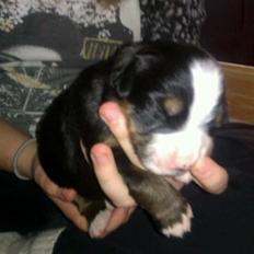 Berner sennenhund Cleo