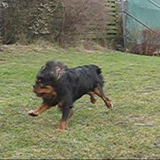 Cavalier king charles spaniel Cquita (Kita) <3