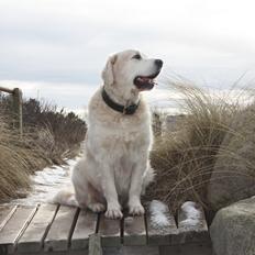 Golden retriever Charlie