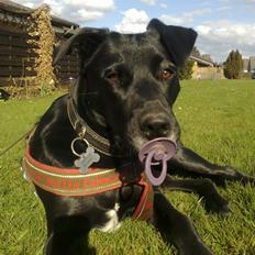 Blanding af racer Labrador/Samojede; Gia