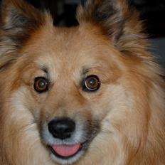 Islandsk fårehund Gimses Raudagödur (Ganti)