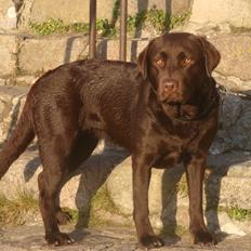 Labrador retriever Aya
