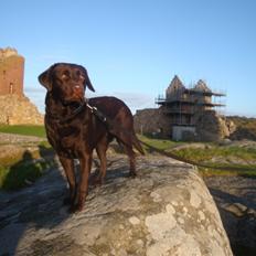 Labrador retriever Aya