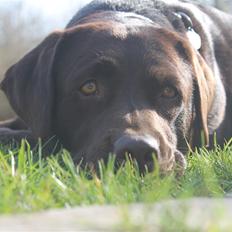 Labrador retriever Aya