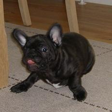 Fransk bulldog Louis