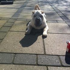 Shar pei Bonzoo Nihoo-sin