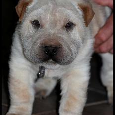 Shar pei Bonzoo Nihoo-sin