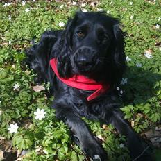 Cocker spaniel Bella