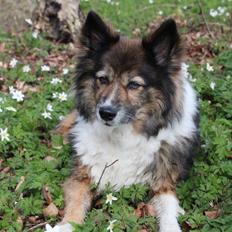 Islandsk fårehund Frøken Smilla