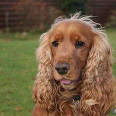 Cocker spaniel Silas