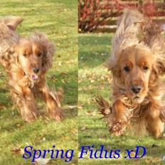 Cocker spaniel Silas