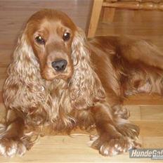 Cocker spaniel Silas