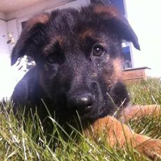 Schæferhund Ol-Lilletorup's Dusty