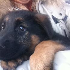 Schæferhund Ol-Lilletorup's Dusty