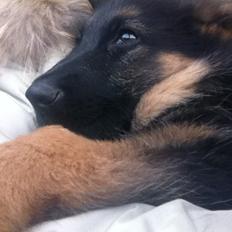 Schæferhund Ol-Lilletorup's Dusty