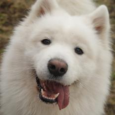 Samojedhund Molly 
