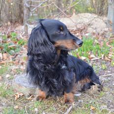 Miniature gravhund Molly