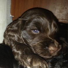 Cocker spaniel Agnes
