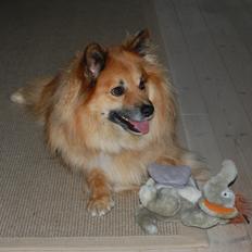 Islandsk fårehund Gimses Raudagödur (Ganti)