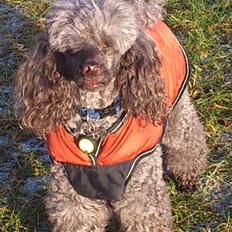 Mellempuddel Lomumba