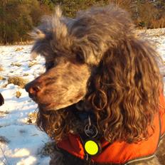 Mellempuddel Lomumba