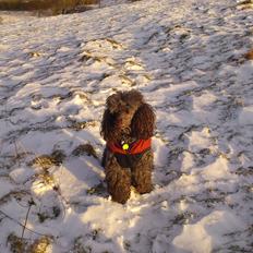 Mellempuddel Lomumba