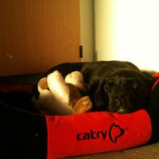 Blanding af racer Bell (labrador/boxer)