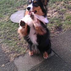 Welsh corgi cardigan Hashfan Opium Boy (Eddy)