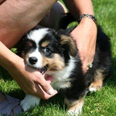Welsh corgi cardigan Hashfan Opium Boy (Eddy)