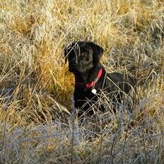 Labrador retriever Luna