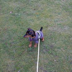 Blanding af racer Samson *FlamBamse*