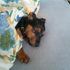 Blanding af racer Samson *FlamBamse*