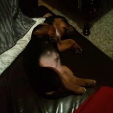 Blanding af racer Samson *FlamBamse*