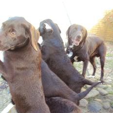 Labrador retriever Sofi