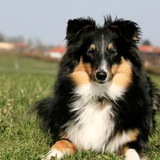 Shetland sheepdog Elverlamshuset's Uno