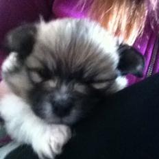 Blanding af racer Bella