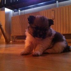 Blanding af racer Bella