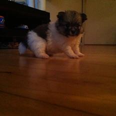 Blanding af racer Bella