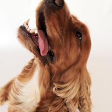Cocker spaniel Morgan