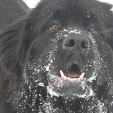 Newfoundlænder Rosa