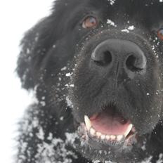 Newfoundlænder Rosa