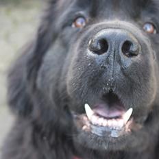 Newfoundlænder Rosa