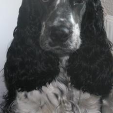 Cocker spaniel Duffy