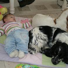 Cocker spaniel Duffy