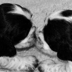 Cocker spaniel Duffy