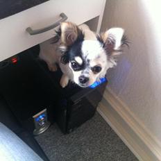 Chihuahua Valentino.